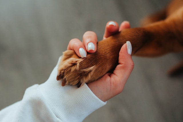 someone%20holding%20a%20dog's%20paw someone holding a dog's paw